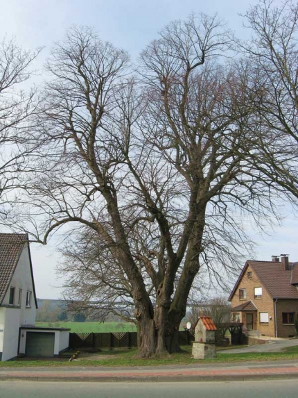 Bild 3 von Linde an der Paderborner Straße